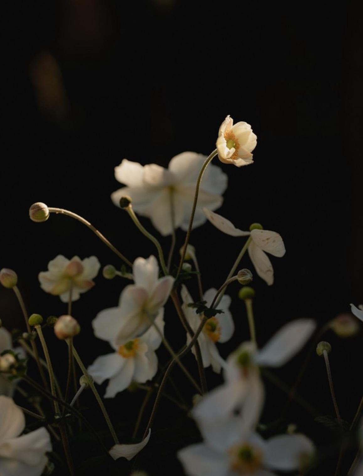 Anemones, after dark